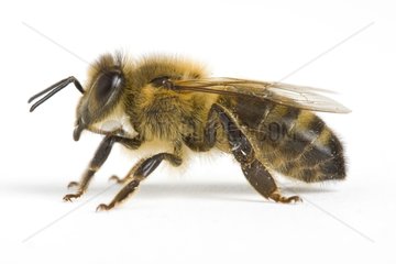 Honey Bee in studio