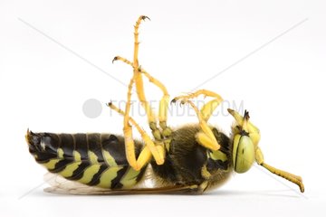Sand wasp feigning death in studio