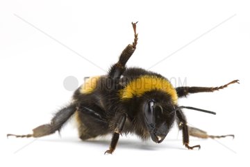 Queen Bumblebee in posture protection