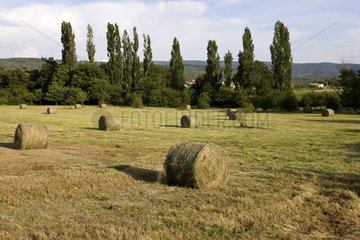 Haystacks in a field in Provence France