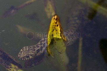 Viperine Snake underwater in Provence France