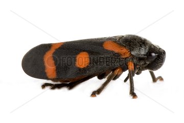 Black-and-red Froghopper in studio