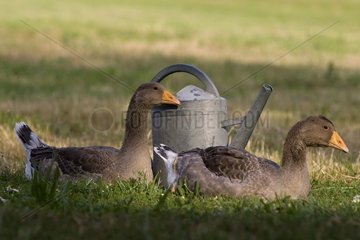Toulouse geese near a watering France