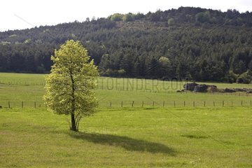 Tree on the plateau in Lozere France