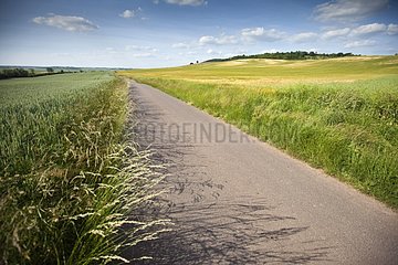 Country road surrounded by fields in summer France