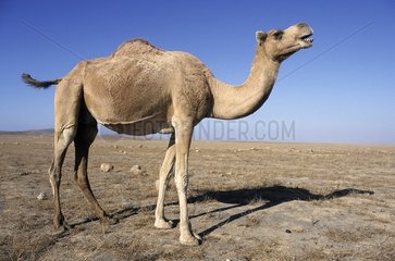 Camel in the desert Oman