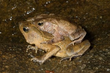 Mating of South American Common Toads Guyana