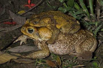 Giant Marine Toad mating in Guyana