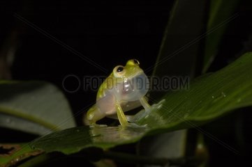 Glass Frog blowing her male vocal sac Guyana