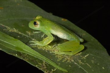 Glass frog standing on a leaf in Guyana
