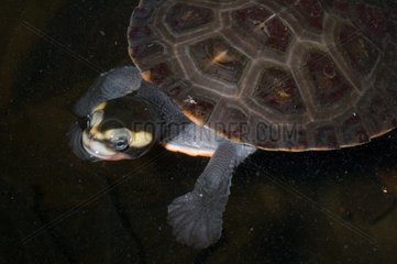 Red-bellied Short-necked Turtle Papua New Guinea