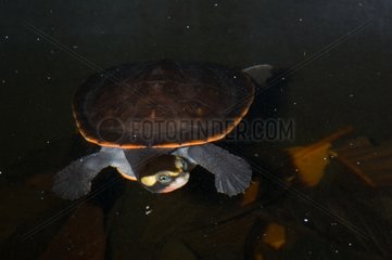 Red-bellied Short-necked Turtle Papua New Guinea