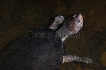 Gibba turtle adult in Guyane