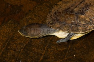 Common Toad-headed Turtle in Guyana