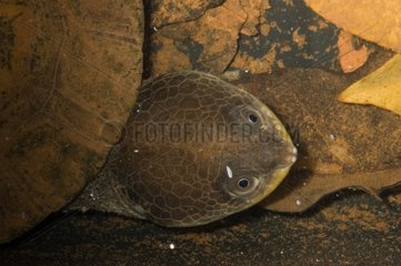Portrait of a Common Toad-headed Turtle in Guyana