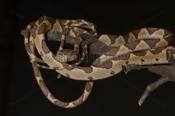 Blunt-headed Tree Snake on a branch Guyana