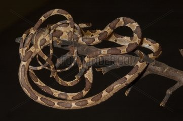 Blunt-headed Tree Snake on a branch Guyana