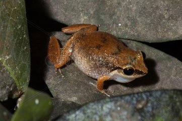 Lesser Antillean whistling frog singing in Guyana