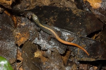 Lizard in Guyana