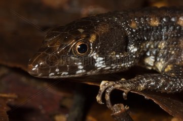 Portait of a Lizard in Guyana