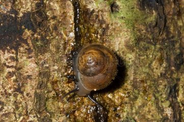 Snail in the Favard mountain in Guyana