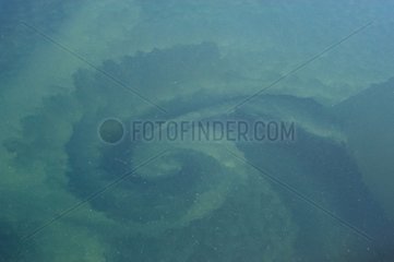 An eddy of the loop current of the Gulf of Mexico USA