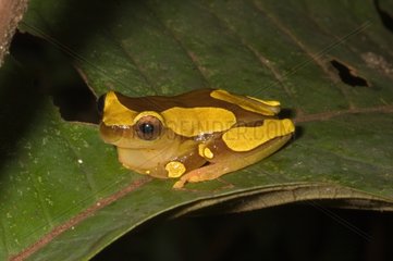 Bereis' Treefrog on a leaf in Guyana