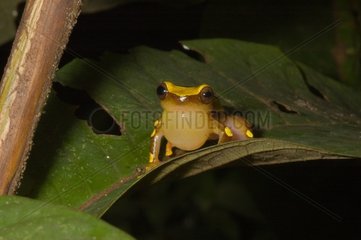 Bereis' Treefrog on a leaf in Guyana