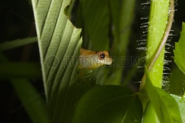 Tree frog in Guyana