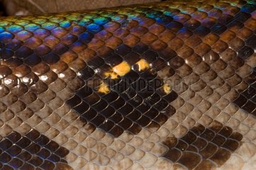 Detail of the skin of a Rainbow boa Guyana