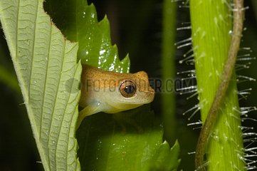 Portrait of a Tree frog in leaves in Guyana
