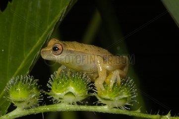 Portrait of a Tree frog in Guyana