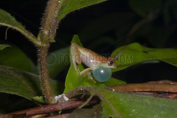 Tree frog male singing Guyana