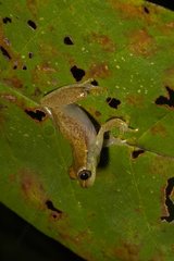 Tree frog on a leaf Guyana