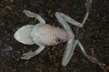 Giant Gladiator Treefrog dead Guyana