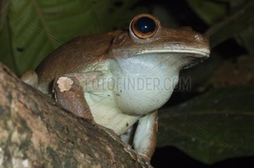 Giant Gladiator Treefrog male singing Guyana