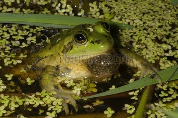 Paradoxical Frog adult in French Guyana