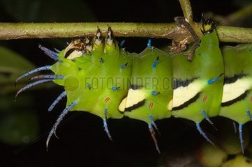 Close up of a Moth larvae in Guyana