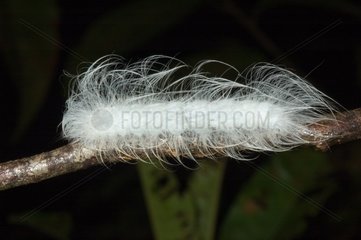 Moth larvae in Guyana