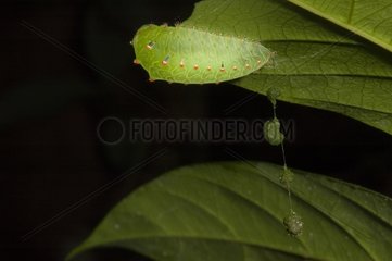 Moth larvae in Guyana
