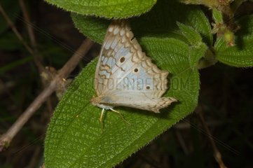 Butterfly on a leaf in Guyana
