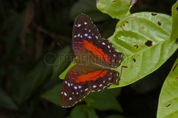 Butterfly on a leaf in Guyana
