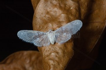 Butterfly in Guyana