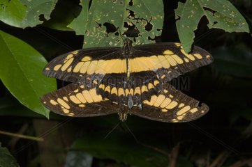 Butterflies on a leaf in Guyana