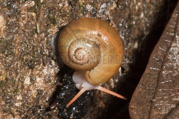 Mollusca Kaw NR in Guyana