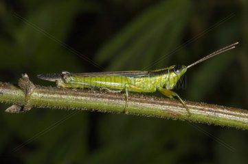 Orthoptera on a stem in Guyana