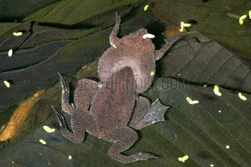 Couple of Albina Surinam Toad mating in Guyana