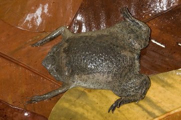 Toad Xenopus female with eggs Guyana