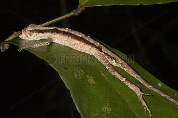 Anole on a leaf in Guyana