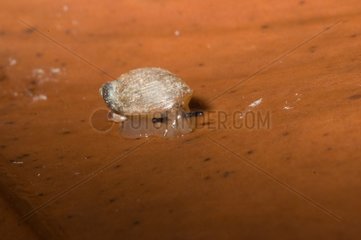 Snail in Guyana